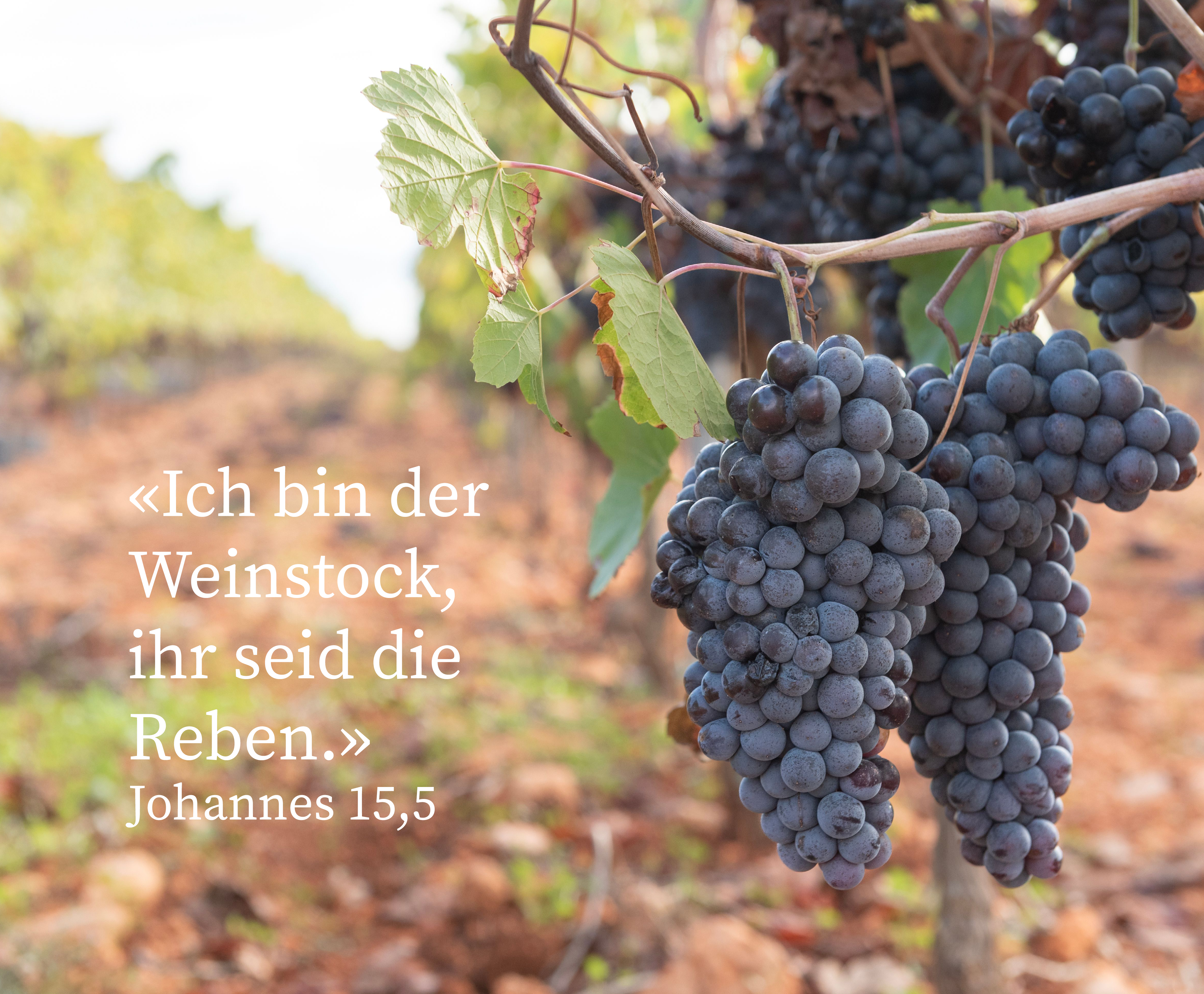 Weinreben