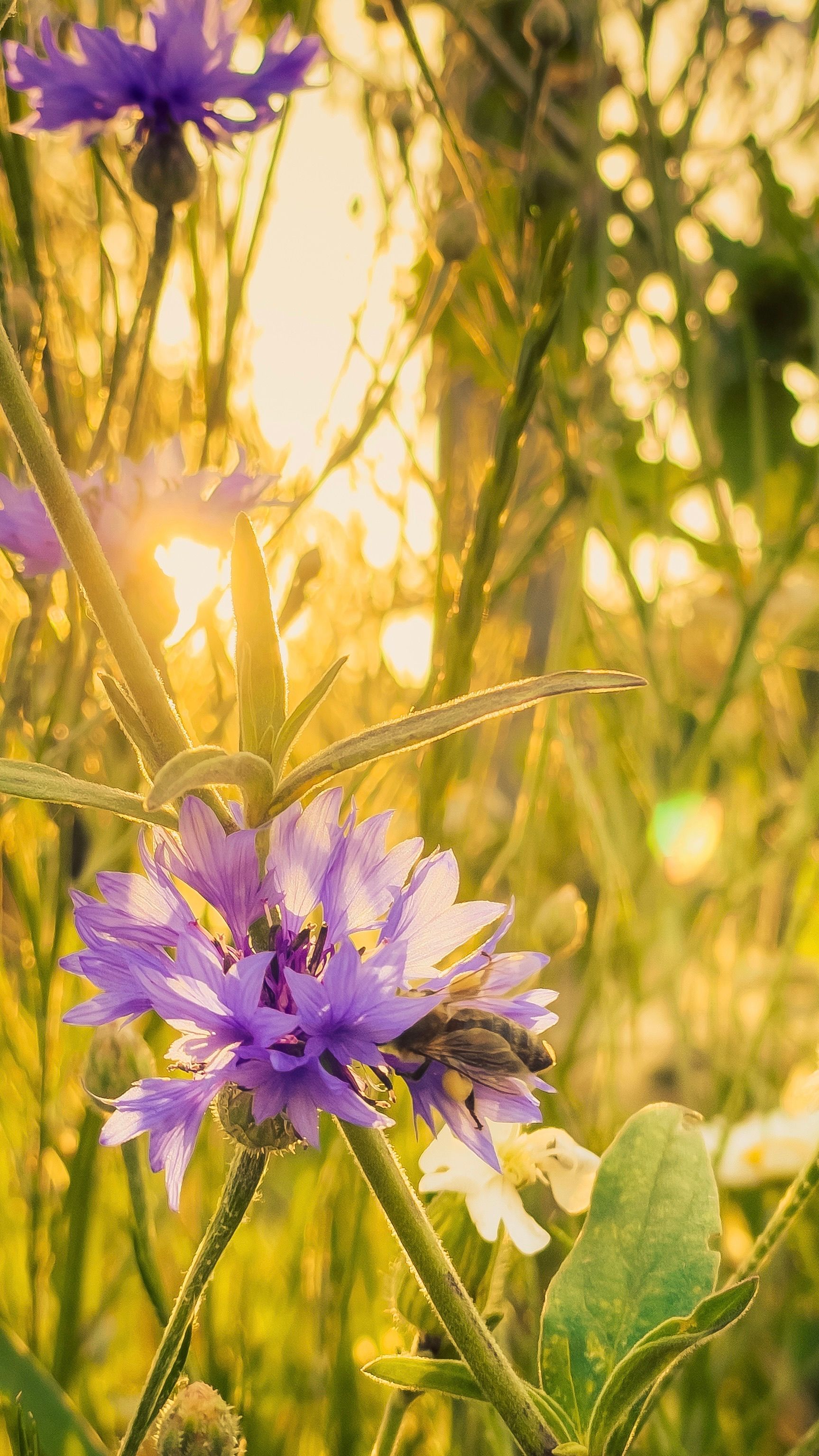 Blumen 11